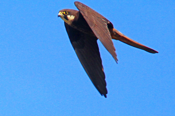 Eleonora's Falcon - Falco eleonorae