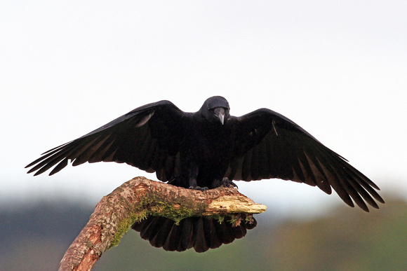 Carrion Crow - Corvus frugilegus