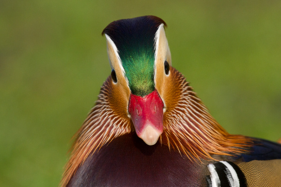 Mandarin duck (Captive at Slimbridge)