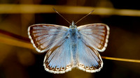 Chalk Hill Blue - Polyommatus coridon