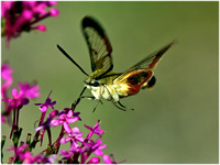 Humming Bird Hawk Moth - Macroglossum stellatarum