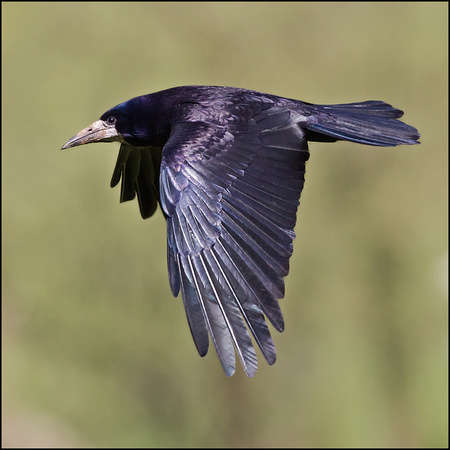 Rook -Corvus frugilegus