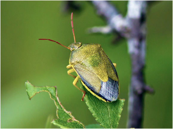 Green Shield Bug - Palomena viridissima