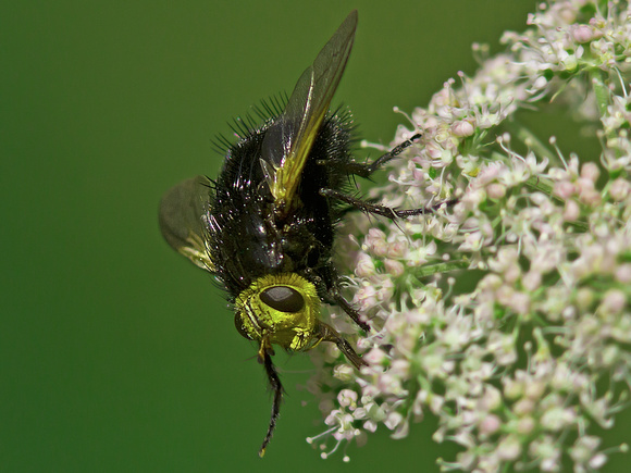 Yellow faced fly - Tachina grossa