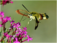 Humming Bird Hawk Moth - Macroglossum stellatarum
