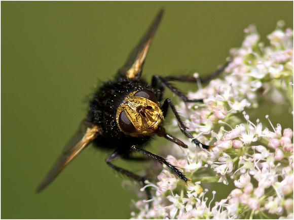 Yellow faced fly - Tachina grossa