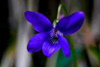 Common Dog Violet -Viola riviniana