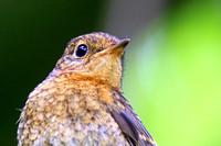 Robin - Erithacus rubecula