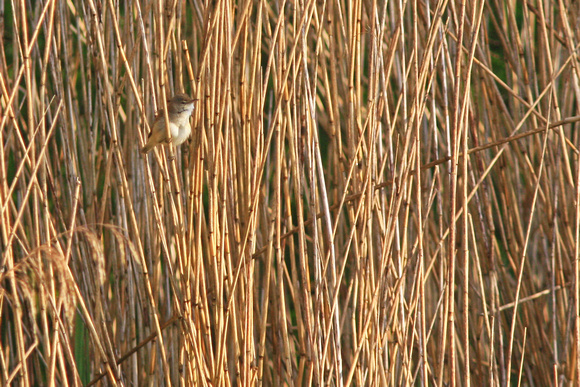 Reed Warbler - Acrocephalus scirpaceus