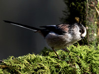 Long-tailed Tit - Aegithalos caudatus