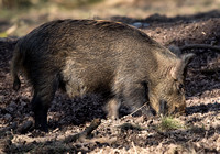 Wild Boar - Artiodactyla suidae