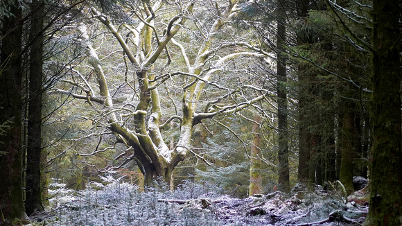 Gwyddon Forest