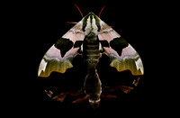 Lime Hawk-moth - Mimas tile