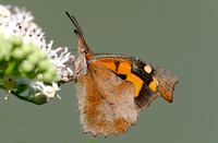 Nettle-tree butterfly - Libythea celtis
