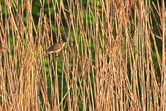 Reed Warbler - Acrocephalus scirpaceus