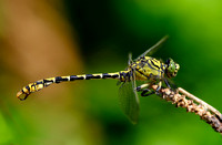 Small Pincertail - Onychogomphus forcipatus