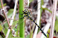 Gold- ringed Dragonfly - Cordulegaster boltonii