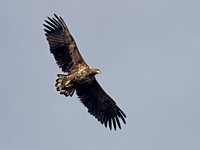 Golden Eagle - Aquila chrysaetos Bein Edra. Isle of Skye.