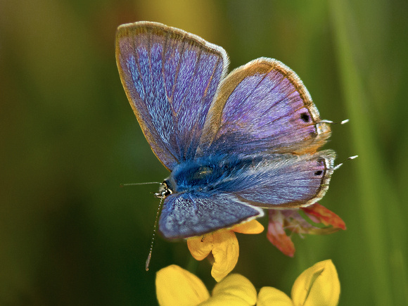 Long-tailed Blue - Lampides boeticus