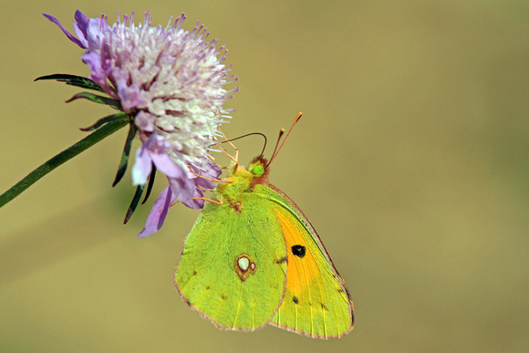 Clouded Yellow - Colias croceus