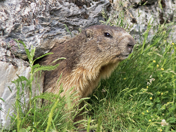 Pyrenean Marmot - Marmota marmota
