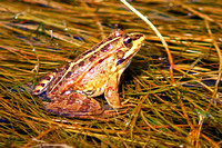 Green Marsh Frog