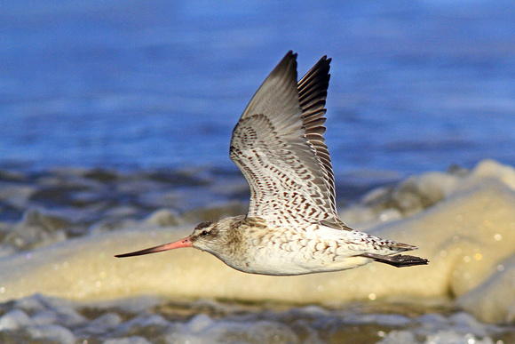 Bar - tailed Godwit - Limosa lapponica