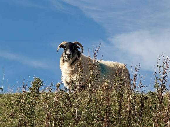 Highland sheep. Isle of Sky.