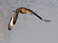 Black-tailed Godwit - Limosa limosa