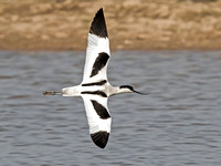 Avocet  - Recurvirostra avosetta