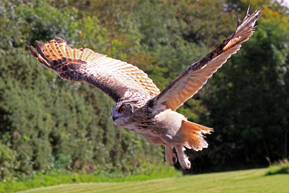 Siberian Eagle Owl (Captive)