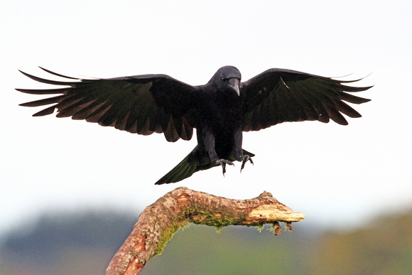 Carrion Crow - Corvus frugilegus