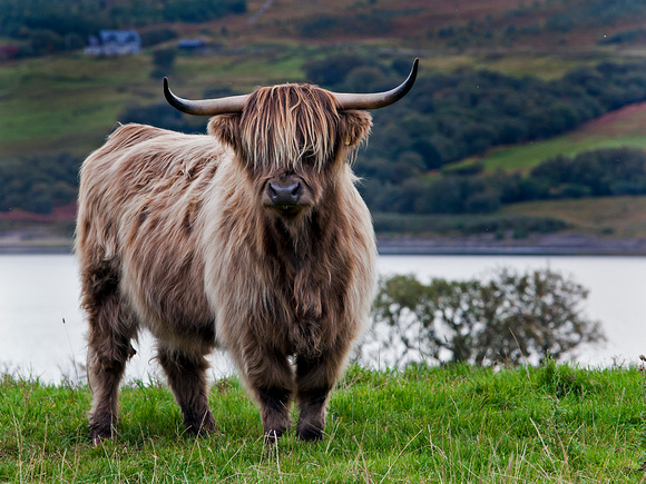 Highland cattle. Lairg. Scotland