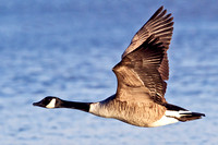 Canada Goose - Branta canadenis