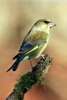 Green Finch - Carduelis chloris