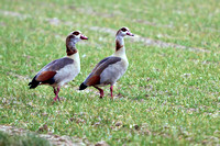 Eguptian Goose - Alopochen aegyptiaca