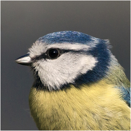 Blue Tit - Parus caeruleus
