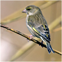 Green Finch - Carduelis chloris