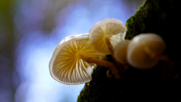 Porcelaine fungus - Oudemansiella mucida