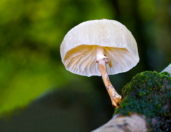 Porcelaine fungus - Oudemansiella mucida