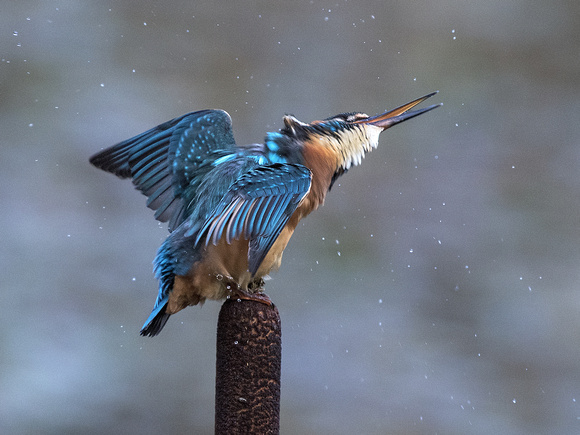 Kingfisher - Alcedo atthis