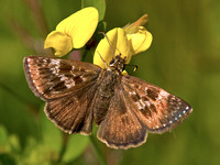 Dingy Skipper - Erynnis tages