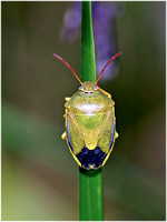 Green Shield Bug - Palomena viridissima