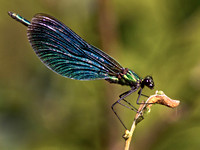 Beautiful Demoiselle - Calopteryx virgo
