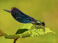 Beautiful Demoiselle - Calopteryx virgo