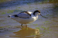 Avocet (captive) - Recurvirostra avosetta