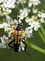 Longhorn Beetle - Rutpela manculata