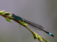 Blue-tailed Damsel - Ischnura elegans
