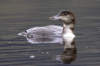 Great Northern Diver - Gavia immer