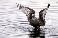 Lesser Black - backed Gull  Larus fuscus